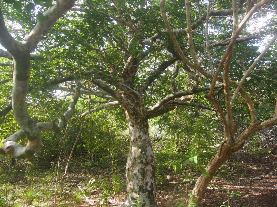 Wayaka Trail-Kralendijk必去景点