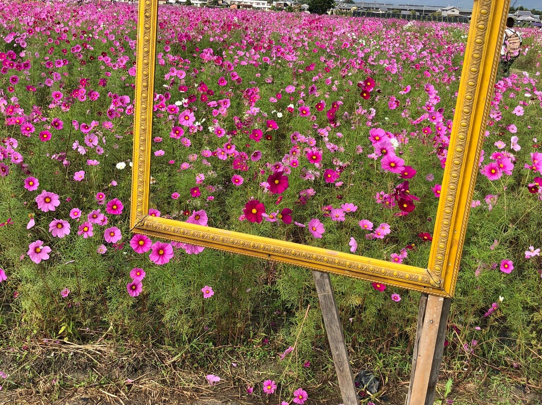 Kyoto Tamba, Kameoka Yumecosmos Garden-龟冈市必去景点