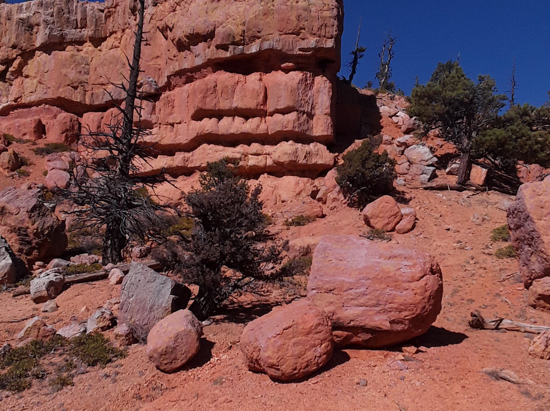 布莱斯峡谷松树酒店主图