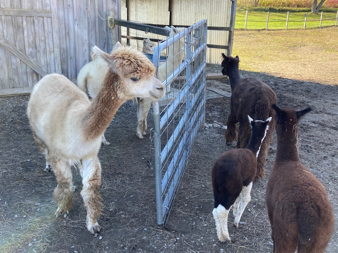 The Alpaca Shack-North Bennington必去景点