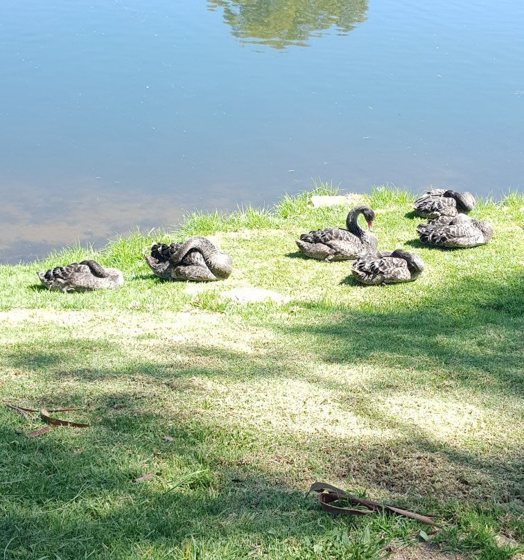 Lambing Flat Chinese Tribute Garden-Young必去景点