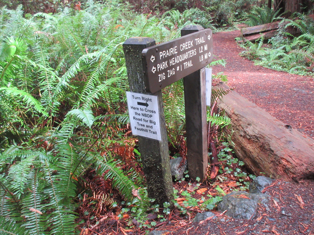 Prairie Creek Redwoods State Park景点图片