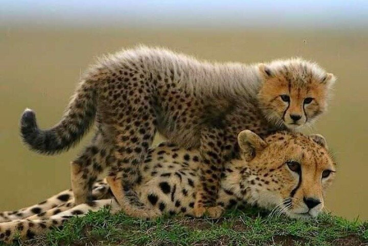 MORANI TOURS & SAFARIS LIMITED-阿鲁沙必去景点