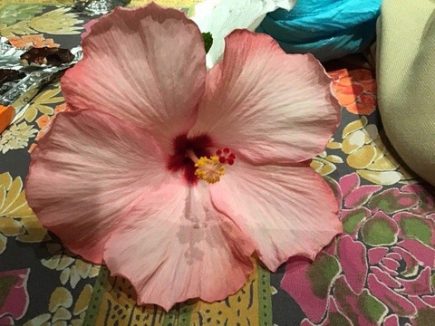 Santa Ynez Valley-圣伊内斯必去景点