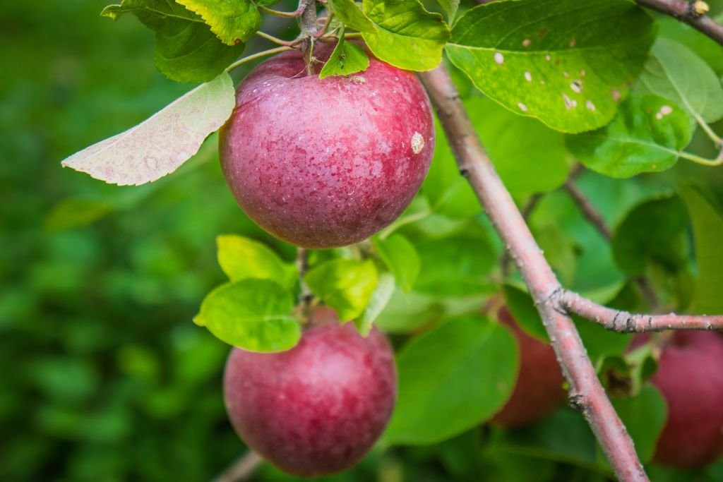Le Verger Labonté-Notre-Dame-de-l'Ile-Perrot必去景点