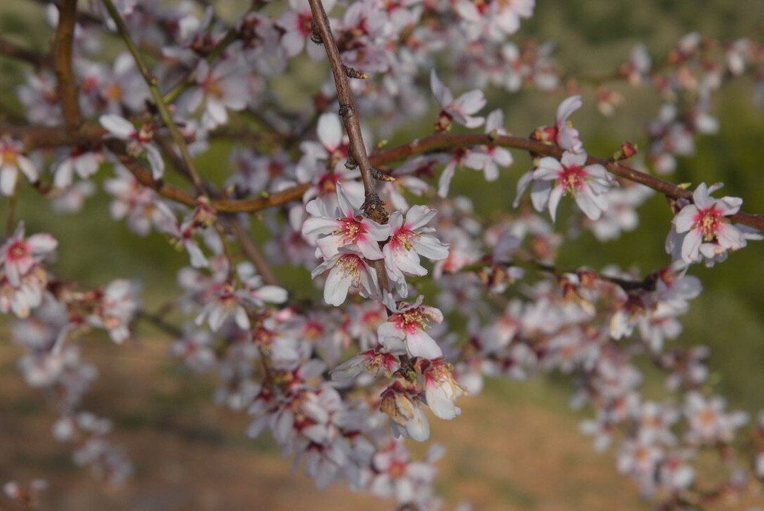 Hotel Con Encanto La Mota B&B主图