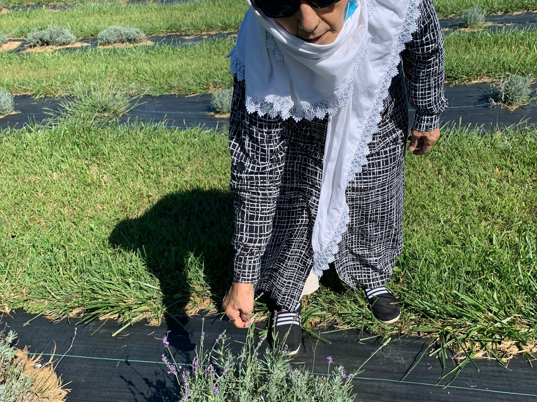 New Life Lavender Farm-巴拉布必去景点