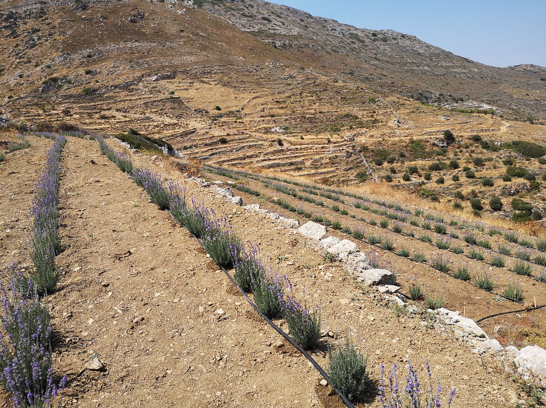 Petra Farm-Kolimpithres必去景点