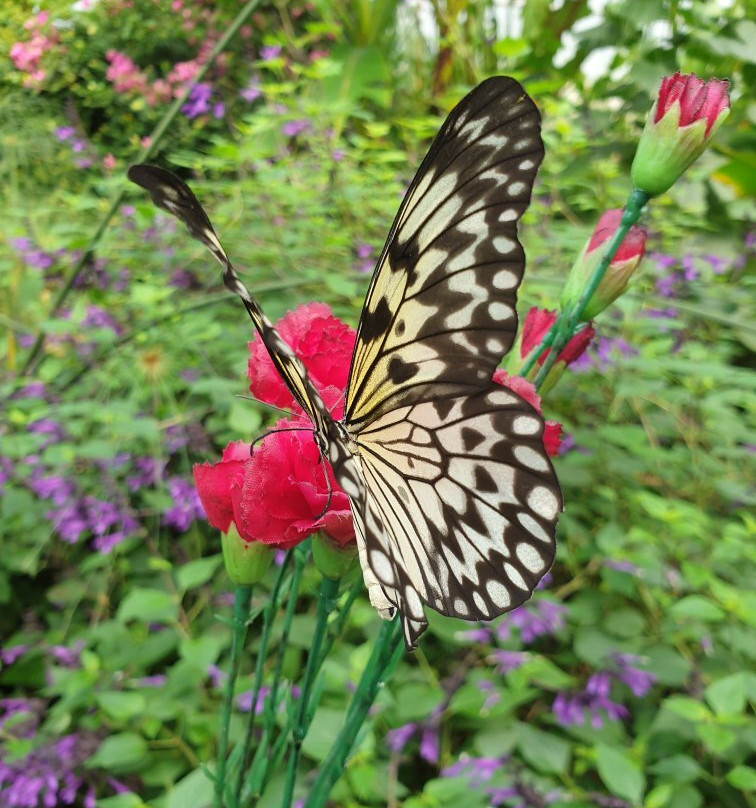 Haus der Schmetterlinge - Alaris Schmetterlingspark景点图片