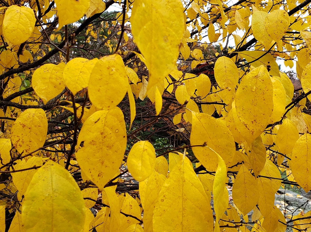 Connecticut College Arboretum-新伦敦必去景点