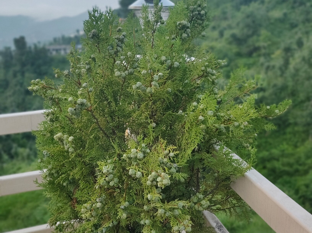 The Golden Peak Hotel主图