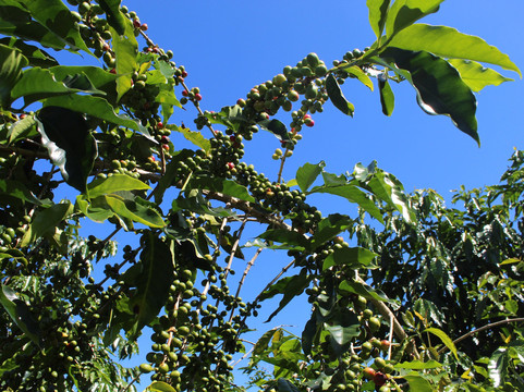 Kona Premium Coffee Company-哈陆亚洛亚必去景点