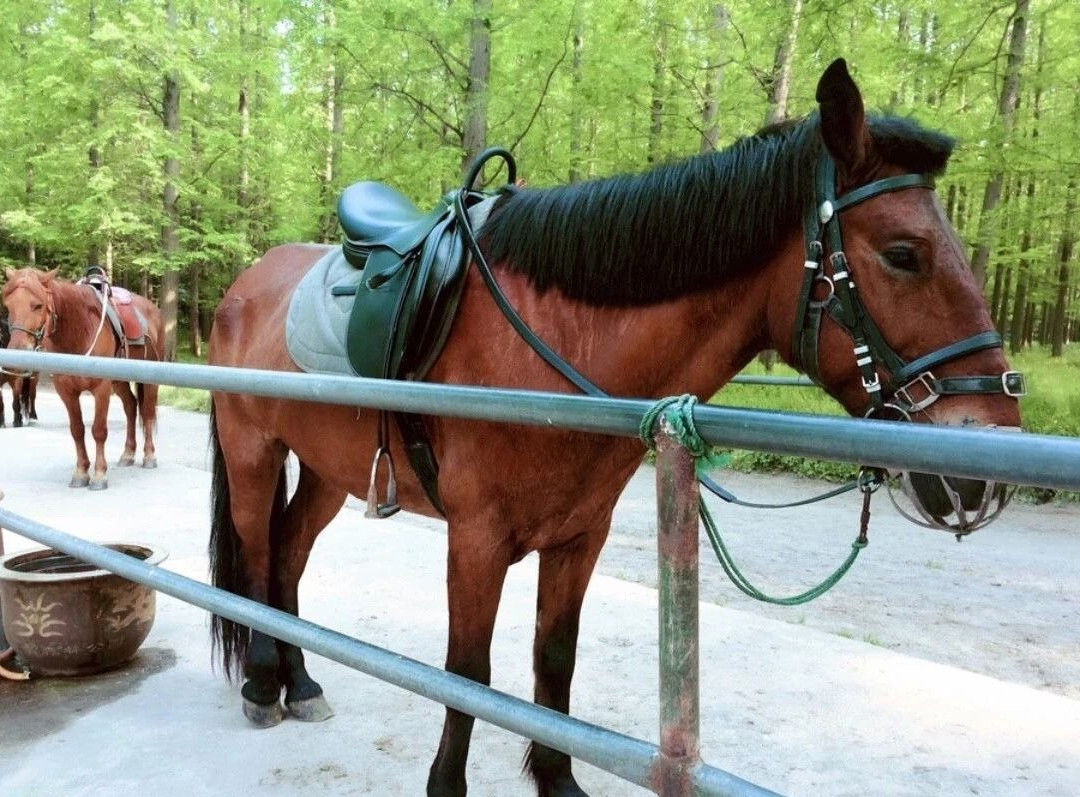 Relaxing and ecological experience in Chongming, Shanghai.-崇明县必去景点