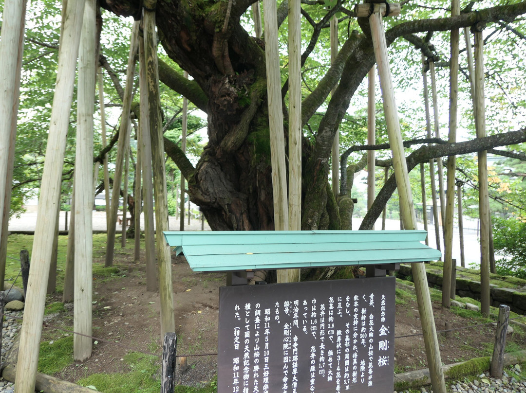 Kongozakura-日光市必去景点