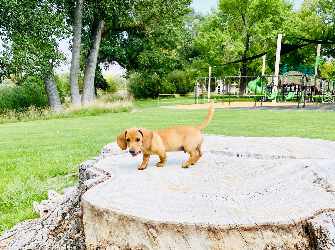 Bishop Dog Park-毕晓普必去景点