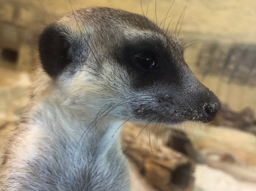 ZOO Hluboká nad Vltavou景点图片