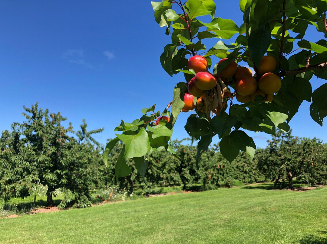 King Orchards-Central Lake必去景点