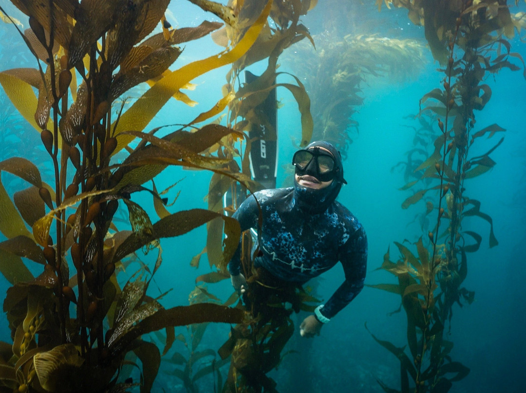 MBAY Freediving-蒙特雷必去景点