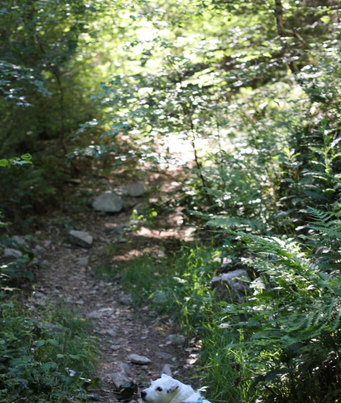 Confluence de la Cure et du Caillot