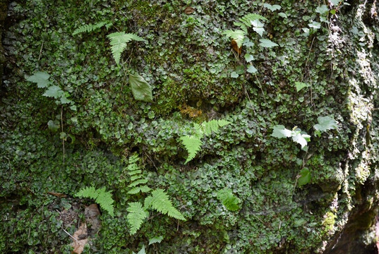 Nottawasaga Lookout Provincial Nature Reserve-Duntroon必去景点