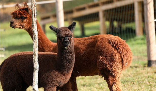 Happy Alpaca-Lachowice必去景点