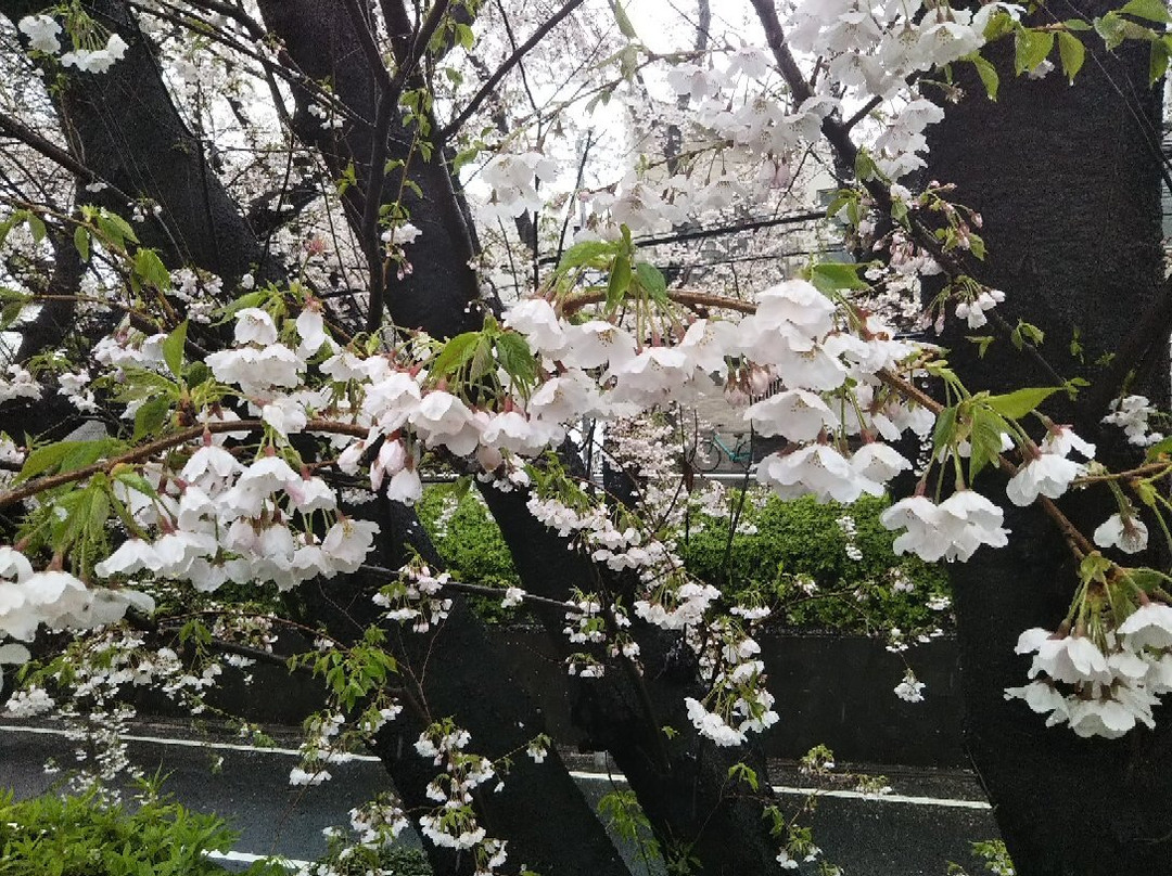 桜坂-大田区必去景点