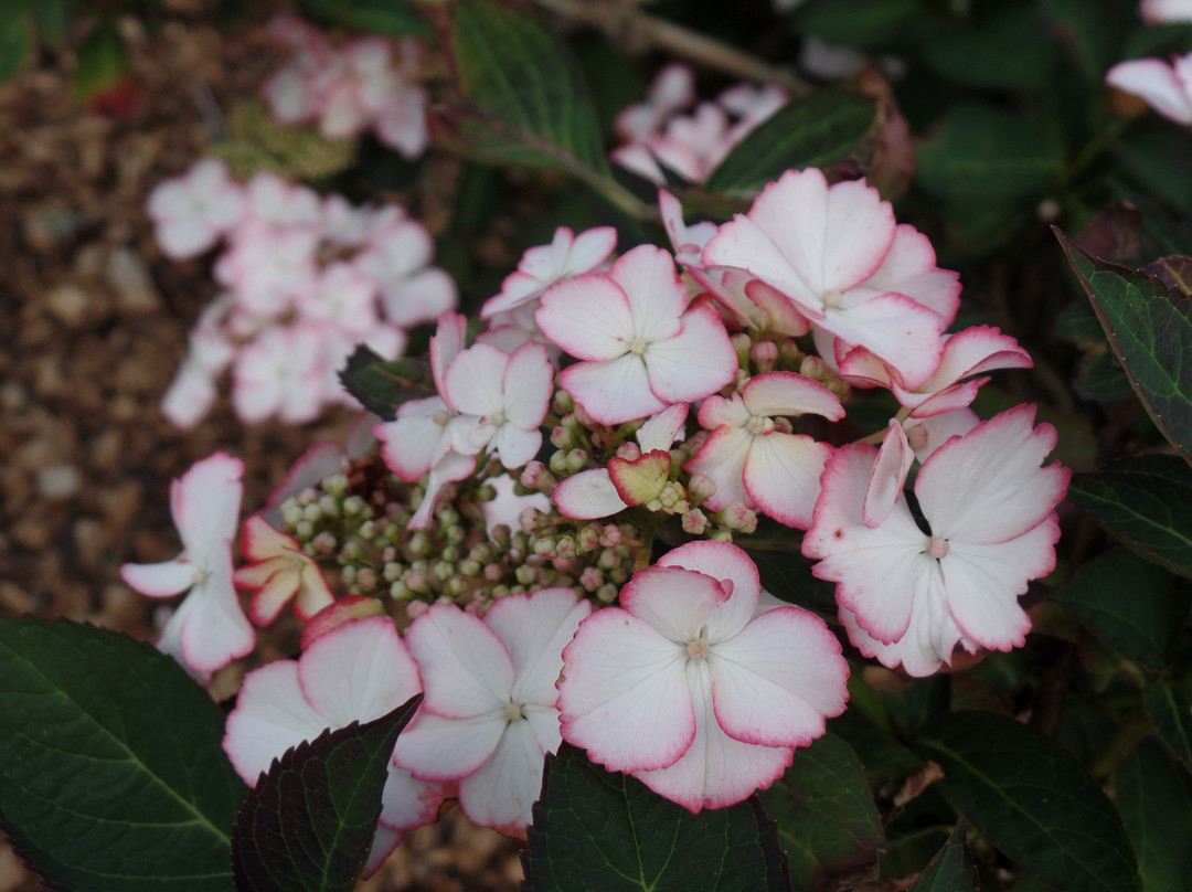 Derby Hydrangeas-德比必去景点