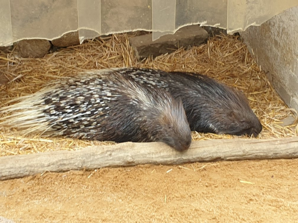 Tierpark Senftenberg-Senftenberg必去景点