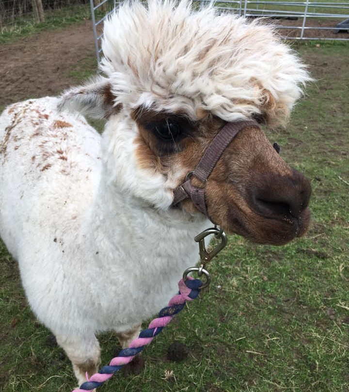 Faerie Tale Alpacas景点图片