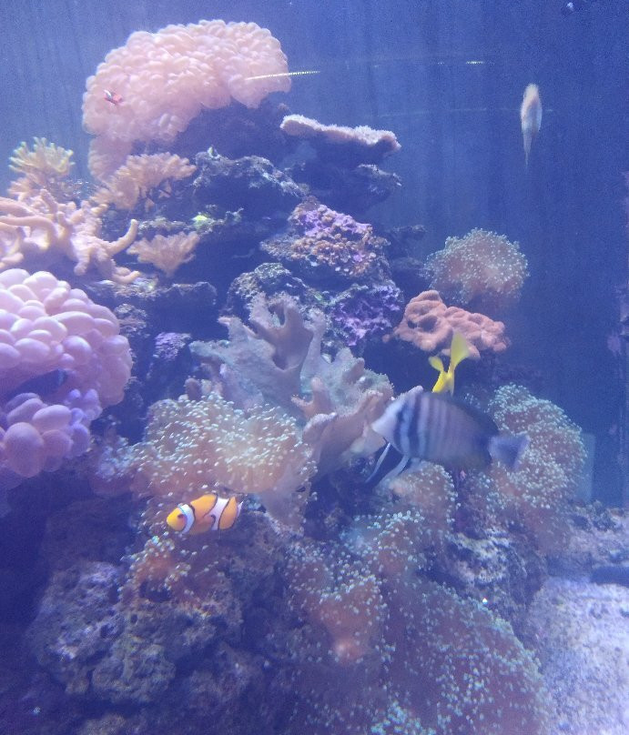 Bangsaen Institute of Marine Science, Burapha University-春武里必去景点