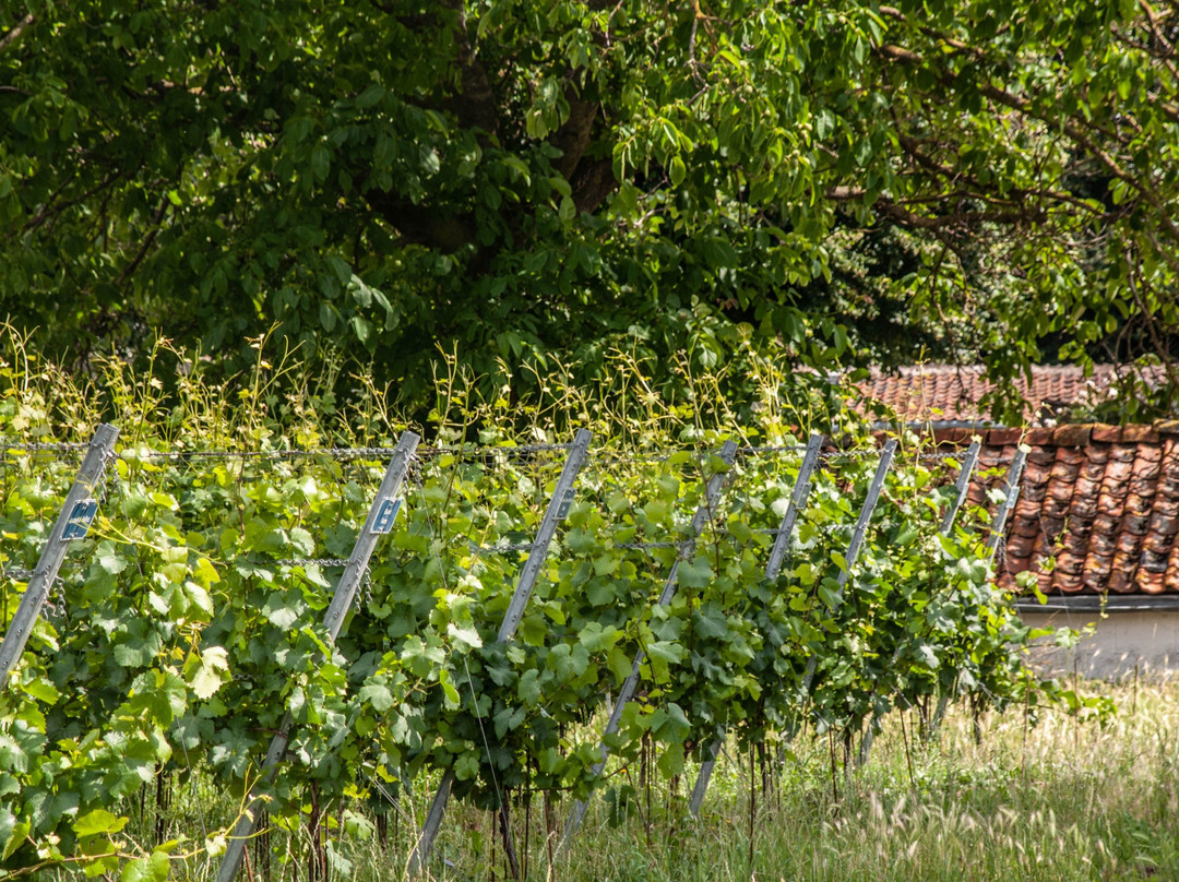 "Flânerie gourmande dans les vignes" par Domaine W景点图片