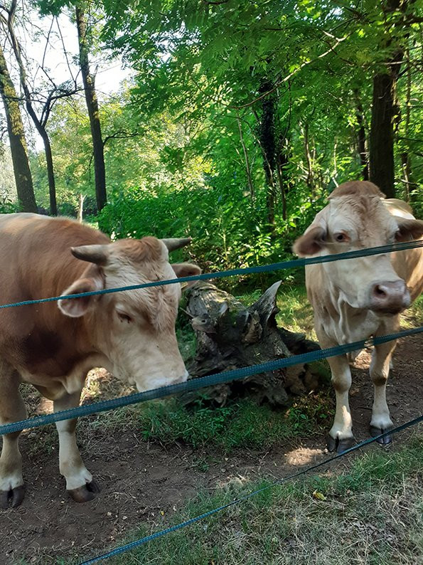 Bosco Wwf di Vanzago景点图片