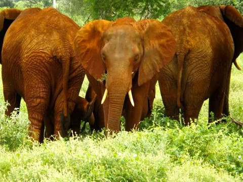 Elephant Rouge Safaris-瓦塔木必去景点