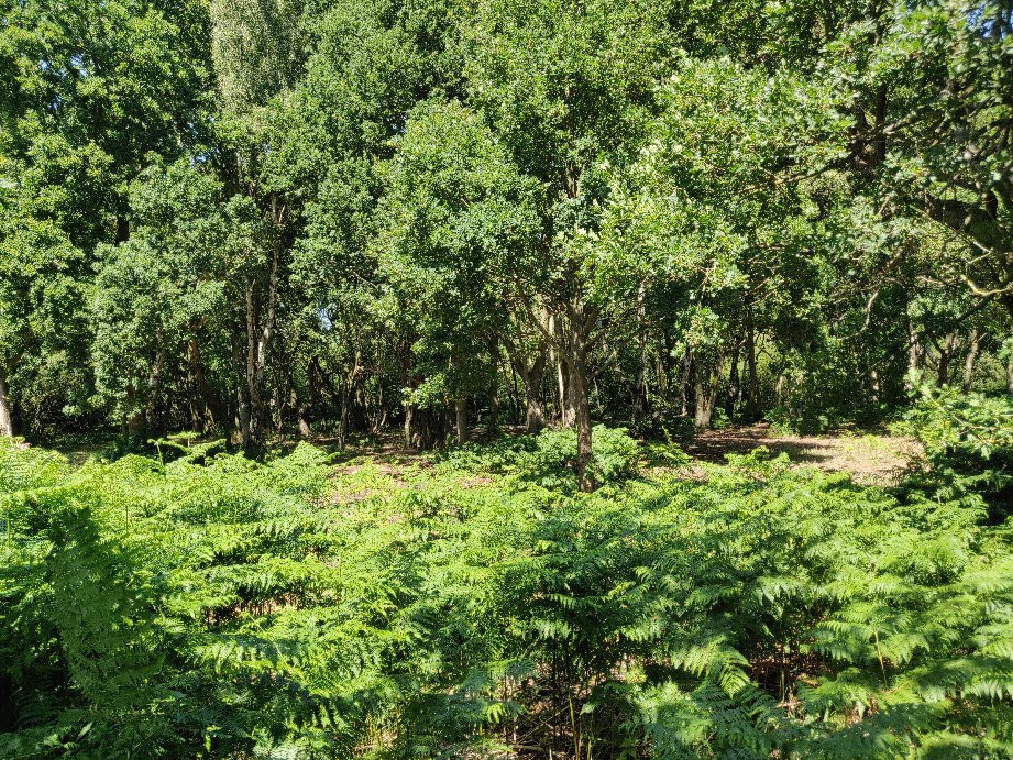 RSPB The Lodge Nature Reserve景点图片