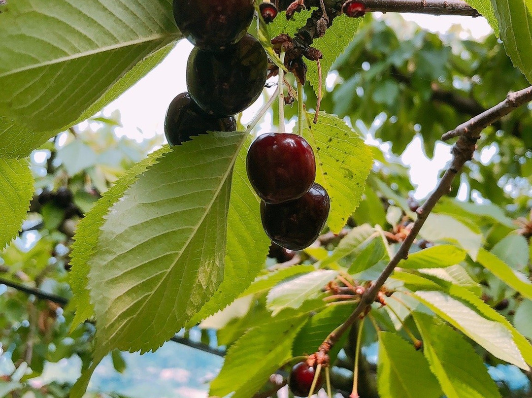 Cherry Garden Senchan-龙王町必去景点