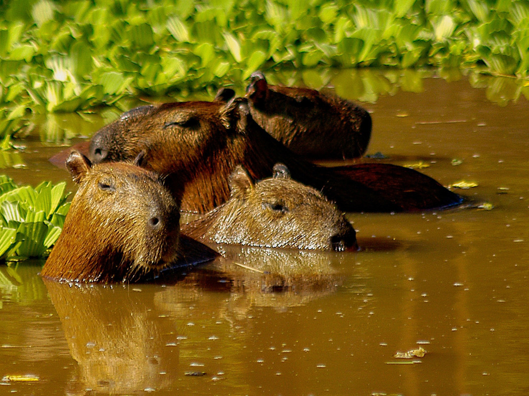 Muyuna Amazon Lodge Experience景点图片