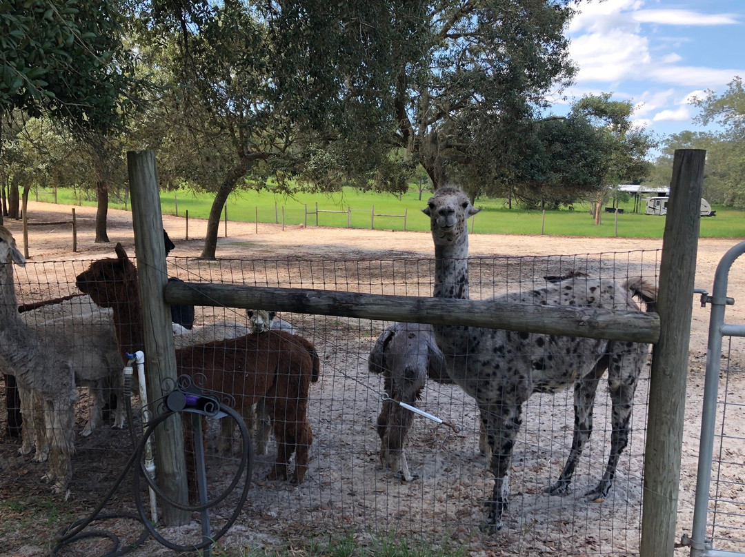 LunaSea Alpaca Farm景点图片