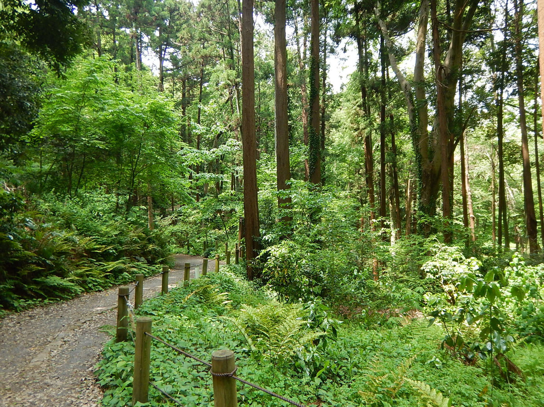 Zama Yatoyama Park景点图片