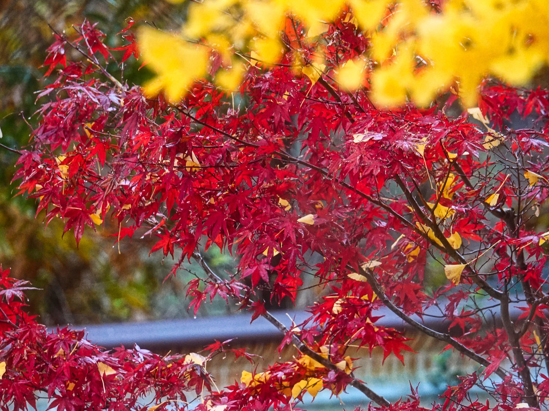 Fukusada no Oicho (Big Maidenhair Tree)景点图片