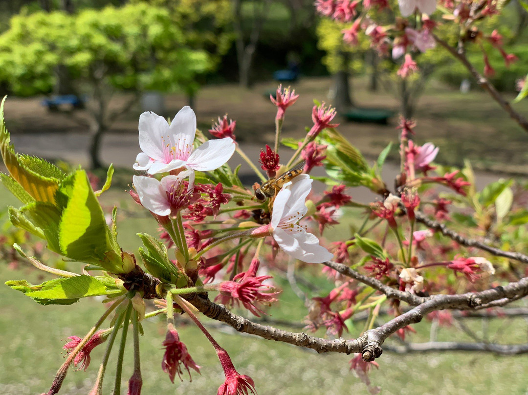Kanigasawa Park-座间市必去景点
