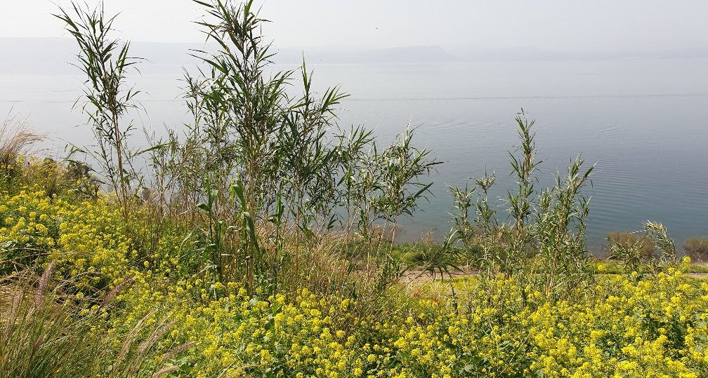 מצפה נוקייב-Kinneret必去景点