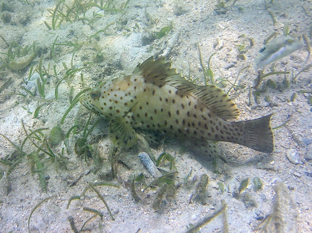 Mimpi Manis Snorkel Trips-Kuta必去景点