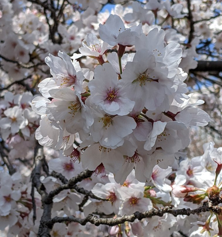 Misawa River Cherry Blossoms-稻城市必去景点