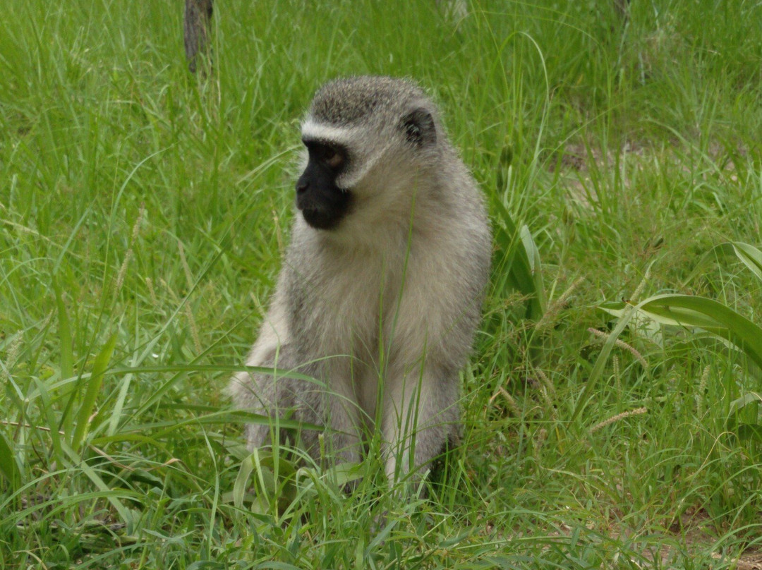 Vervet Monkey Foundation-参宁必去景点