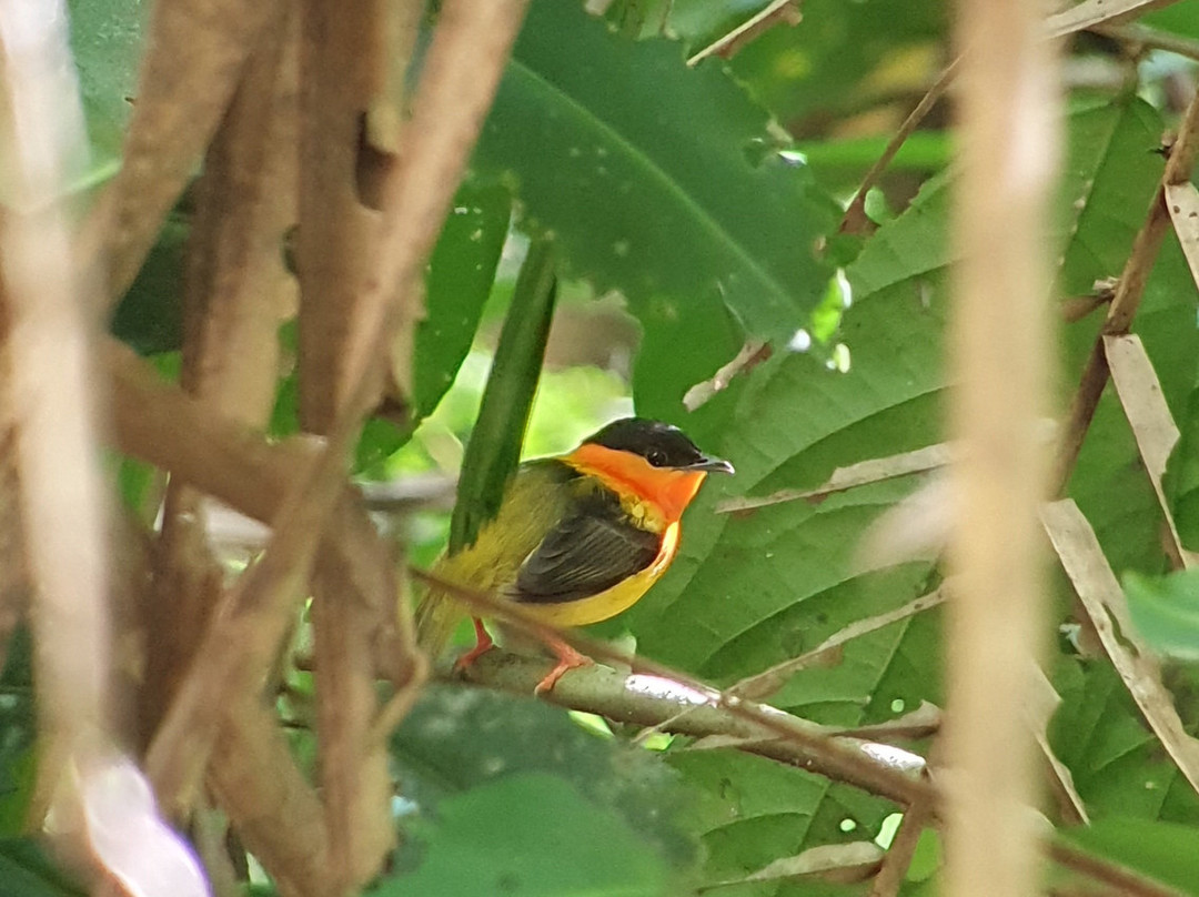 Official Guide Costa Rica-哥斯达黎加安东尼奥国家公园必去景点