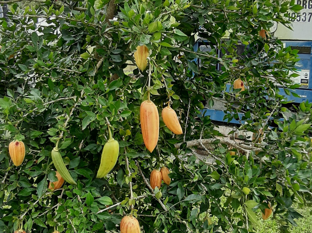 Royal Jus et Confitures de Fruits Tropicaux-Gros-Morne必去景点