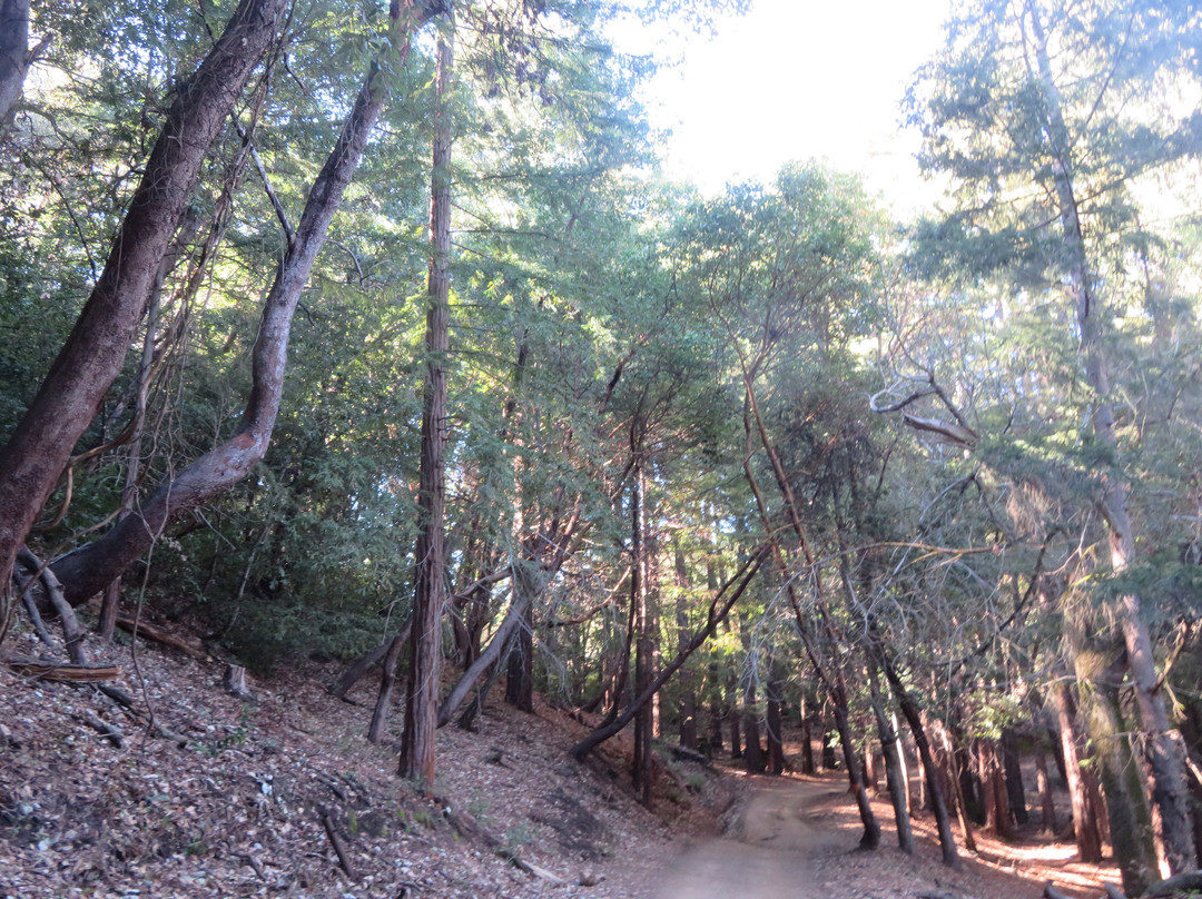 Forest of Nisene Marks State Park-阿普托斯必去景点