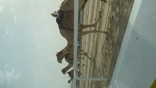 Al Shahaniya Racetrack-Ash-Shahaniyah必去景点