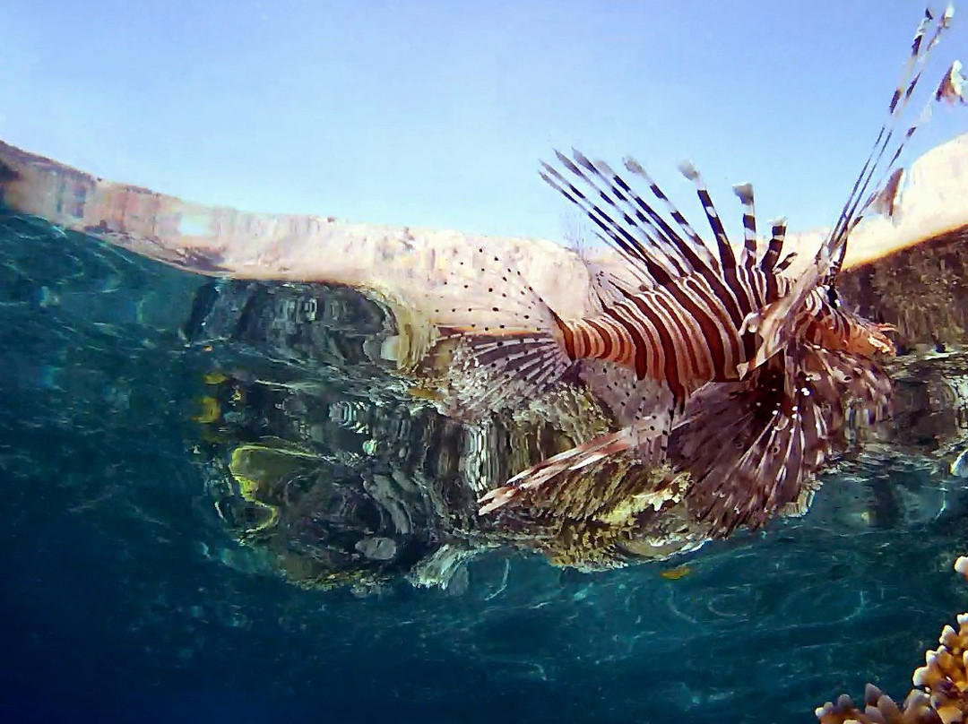 Coral Reefs-达哈卜必去景点