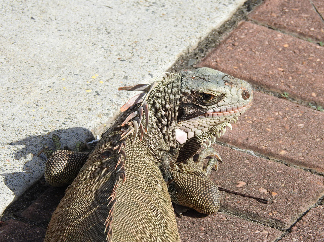 Waterfront Highway-夏洛特阿马利亚必去景点